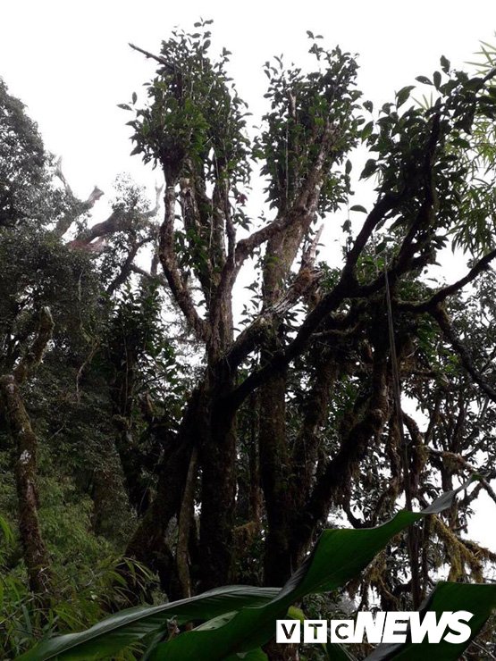  Rêu mốc bám kín những cây chè cổ thụ trên độ cao 2.000 của núi Tây Côn Lĩnh.