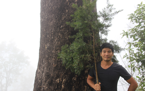 Cây to, nhưng lá nhỏ xíu 